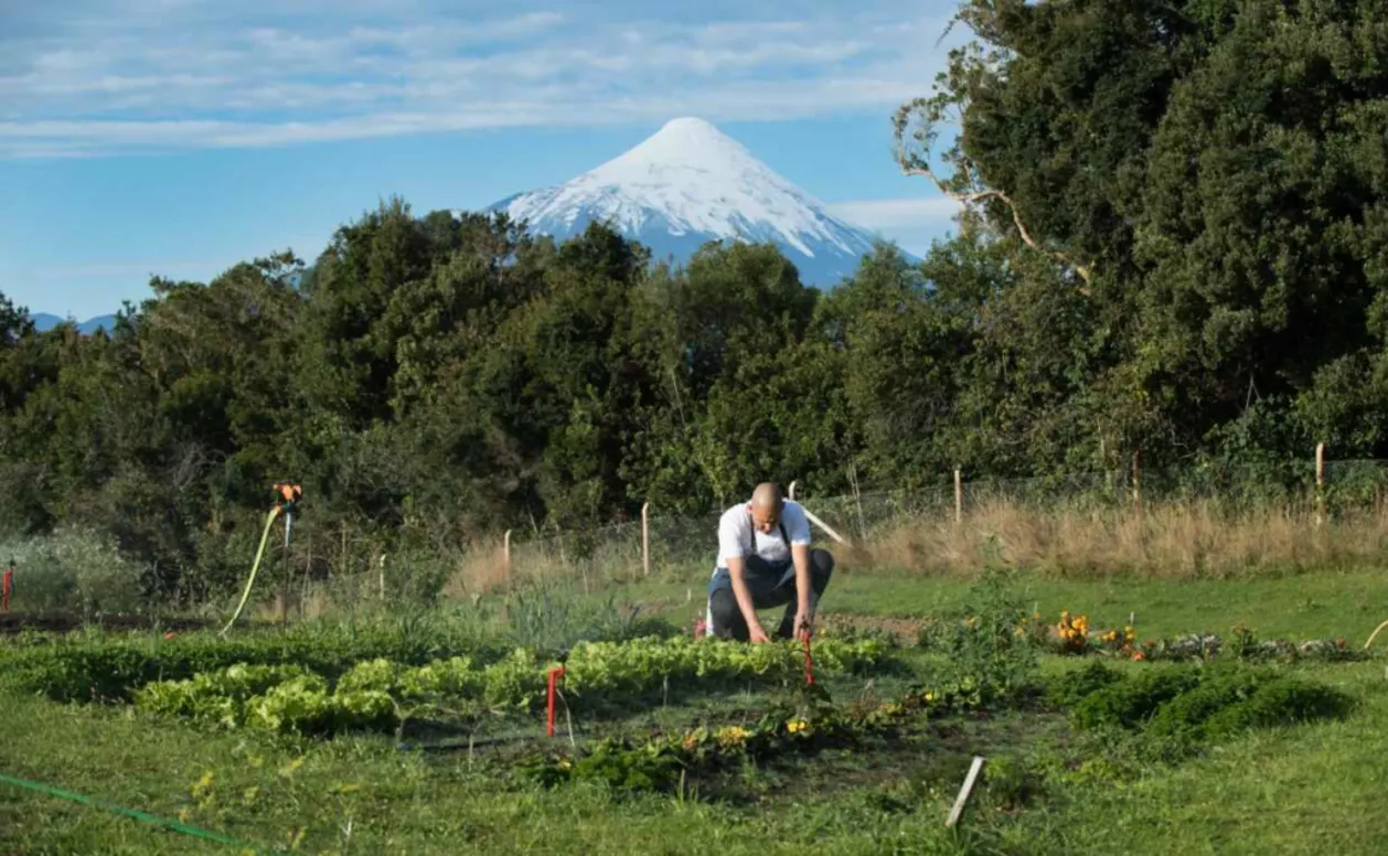 Hotel AWA chef picking produce at on-site garden